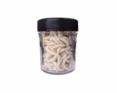 Traper Magic Bait Hvit Maggot | Arctic-Fritid.no