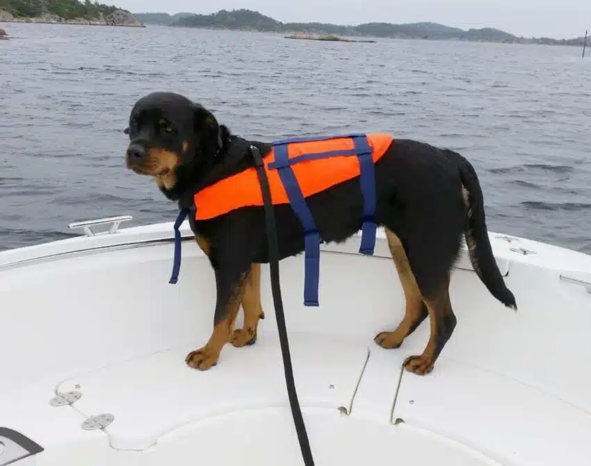 Flytevest for hund 3-8kg | Arctic-Fritid.no