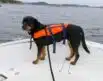 Flytevest for hund 8-15kg | Arctic-Fritid.no